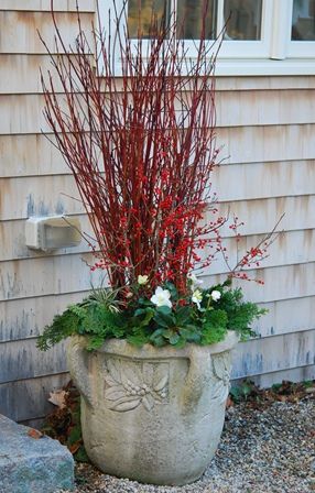 Red Dogwood