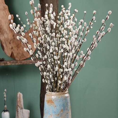 Pussywillow