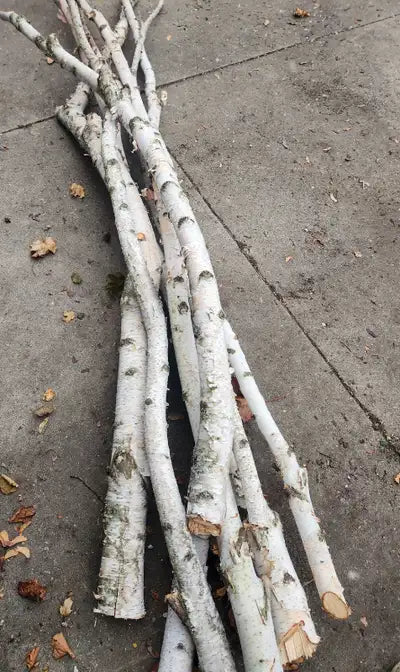 Natural White Birch Branches for Vases & Crafts | Set of 3