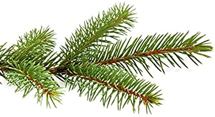 Fresh-Cut Short-Needle Spruce Boughs | Set of 10