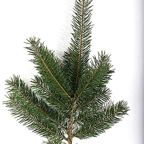 Fresh-Cut Short-Needle Spruce Boughs | Set of 10