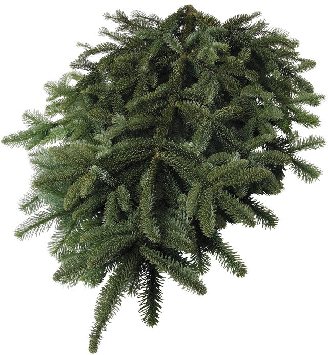 Fresh-Cut Short-Needle Spruce Boughs | Set of 10