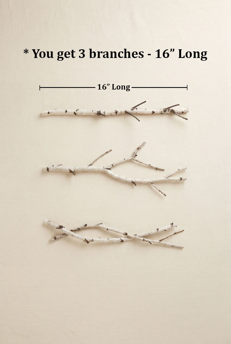 Natural White Birch Branches for Vases & Crafts | Set of 3