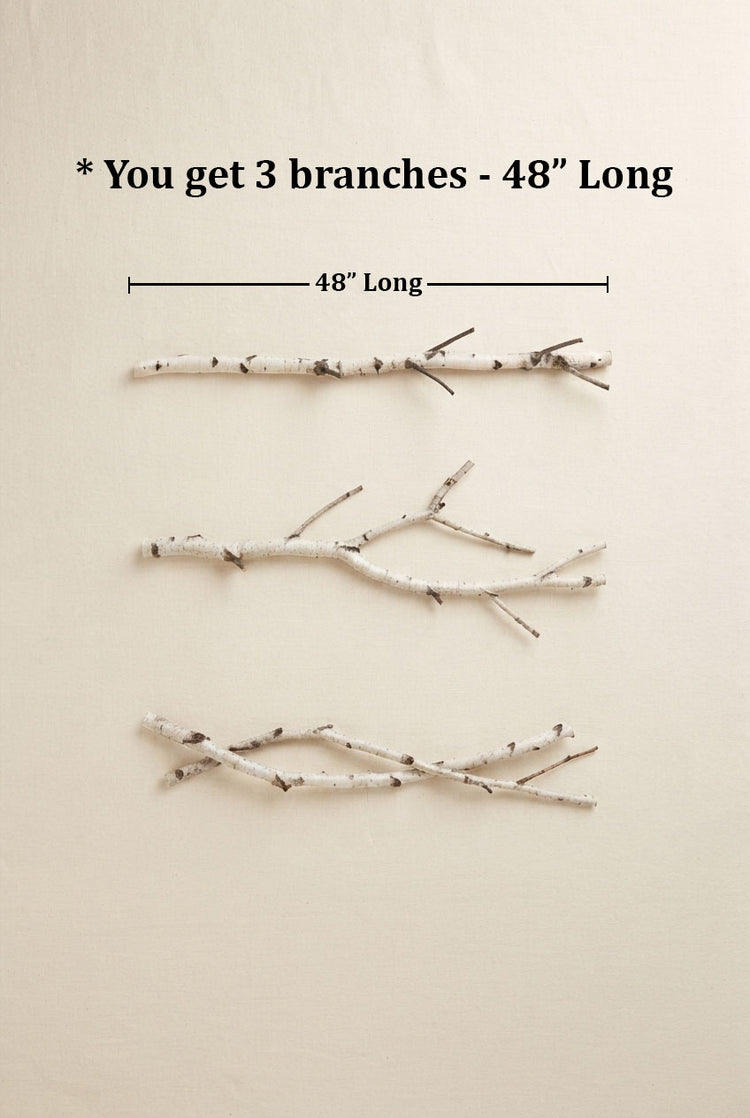 Natural White Birch Branches for Vases & Crafts | Set of 3
