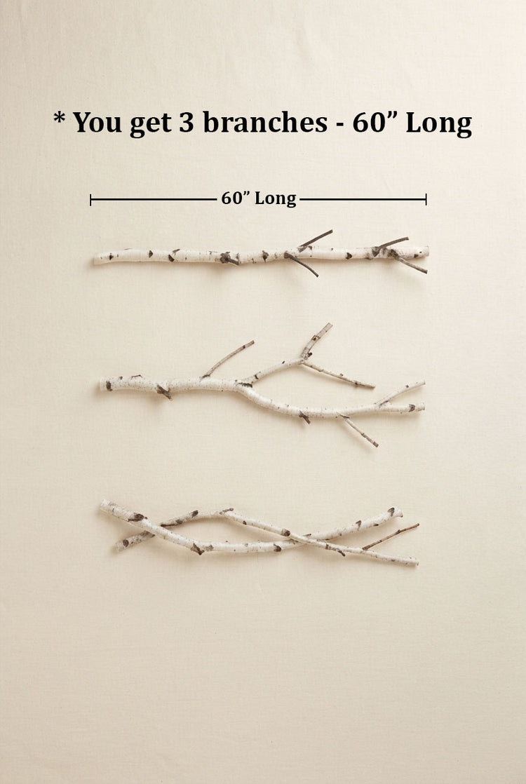 Natural White Birch Branches for Vases & Crafts | Set of 3