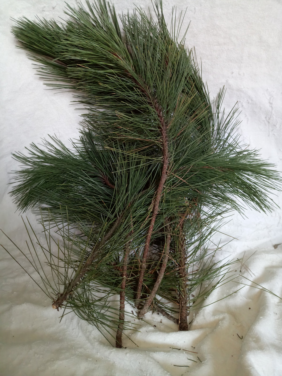 A bundle of fresh green pine branches with multiple needles and brown twigs, laid on a white fabric background.