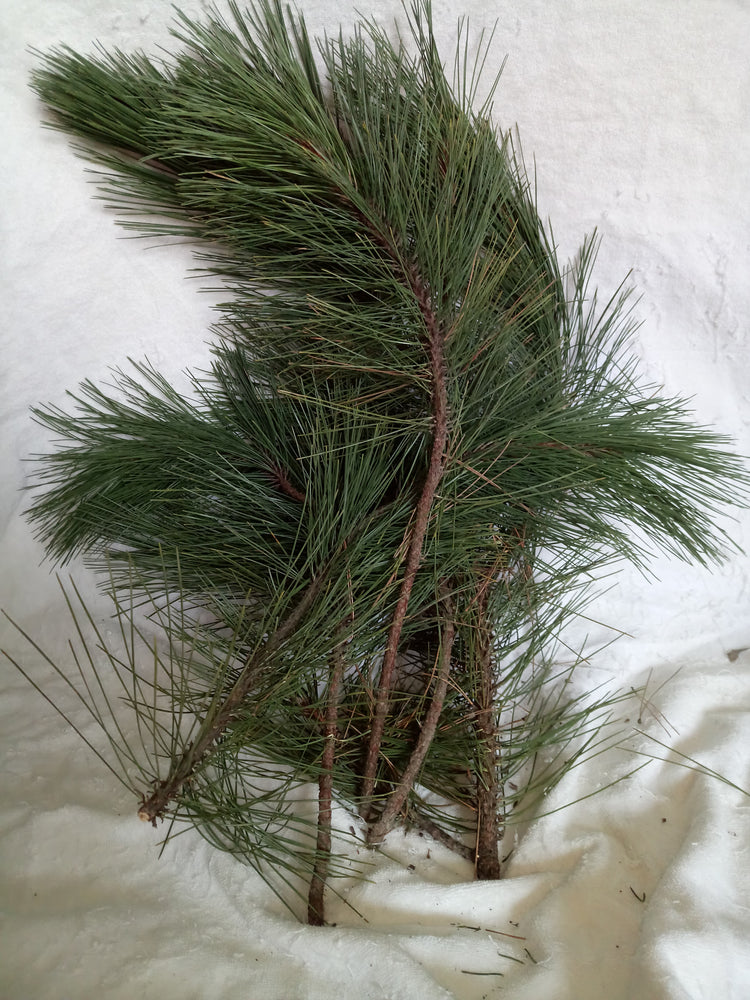 A bundle of fresh green pine branches with multiple needles and brown twigs, laid on a white fabric background.