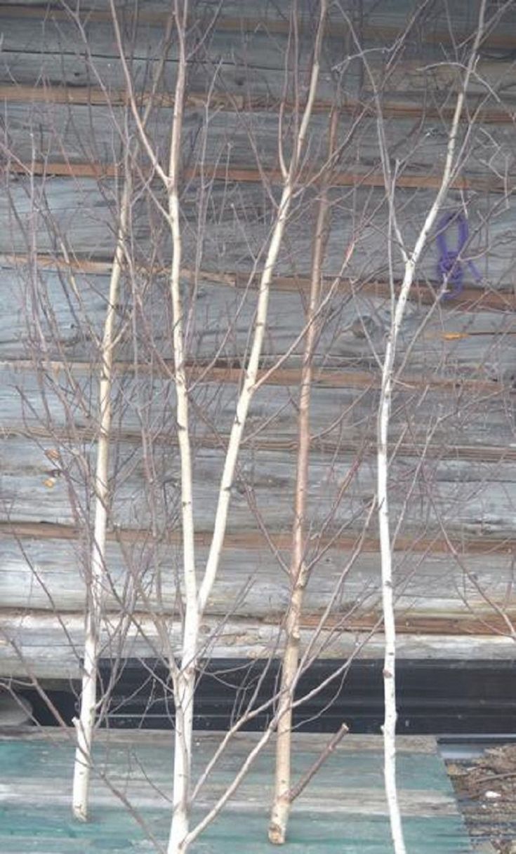 Fresh-Cut White Birch Tree Branches, 60–72 Inches | Set of 2