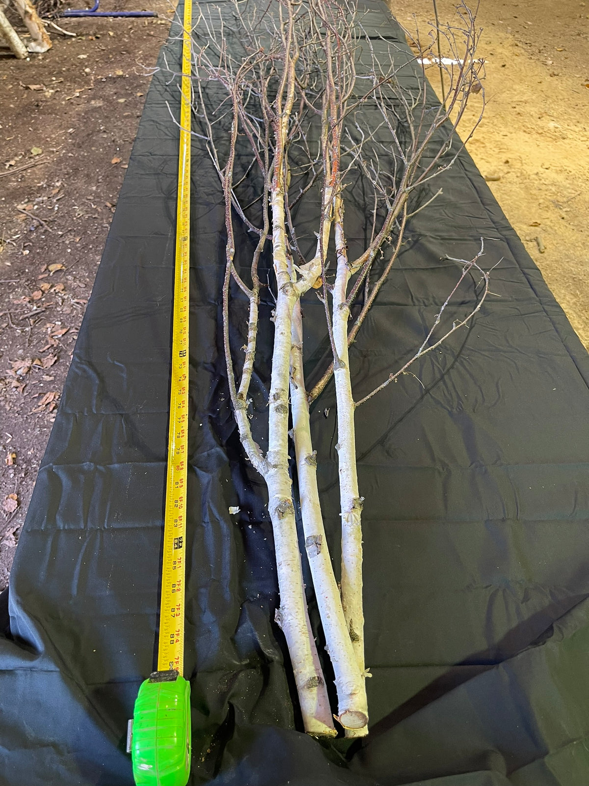 Fresh-Cut White Birch Tree Branches, 60–72 Inches | Set of 2