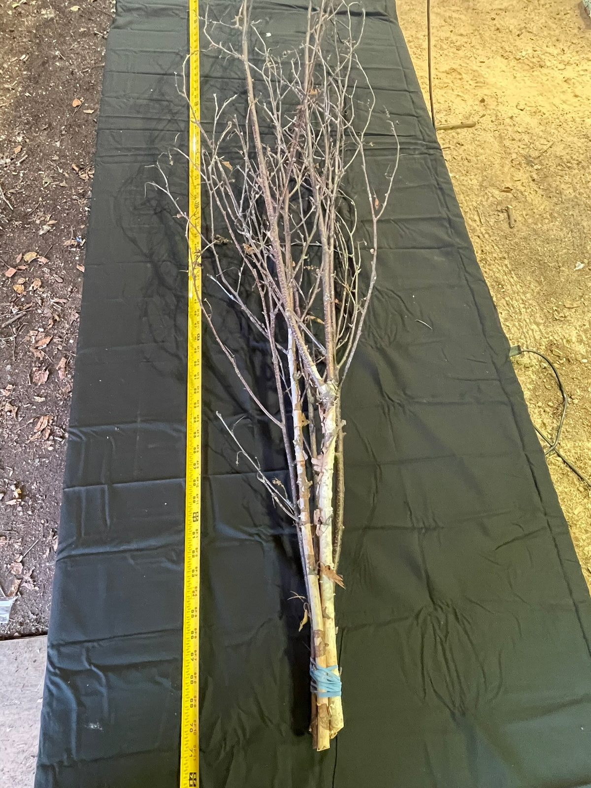 Fresh-Cut White Birch Tree Branches, 60–72 Inches | Set of 2