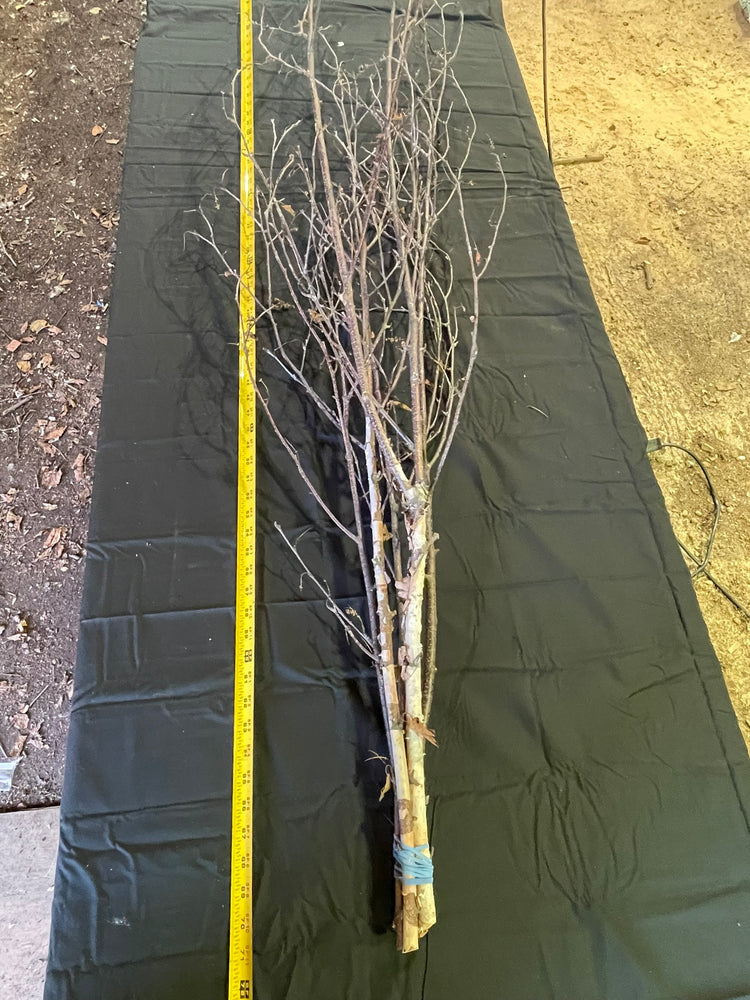 Fresh-Cut White Birch Tree Branches, 60–72 Inches | Set of 2