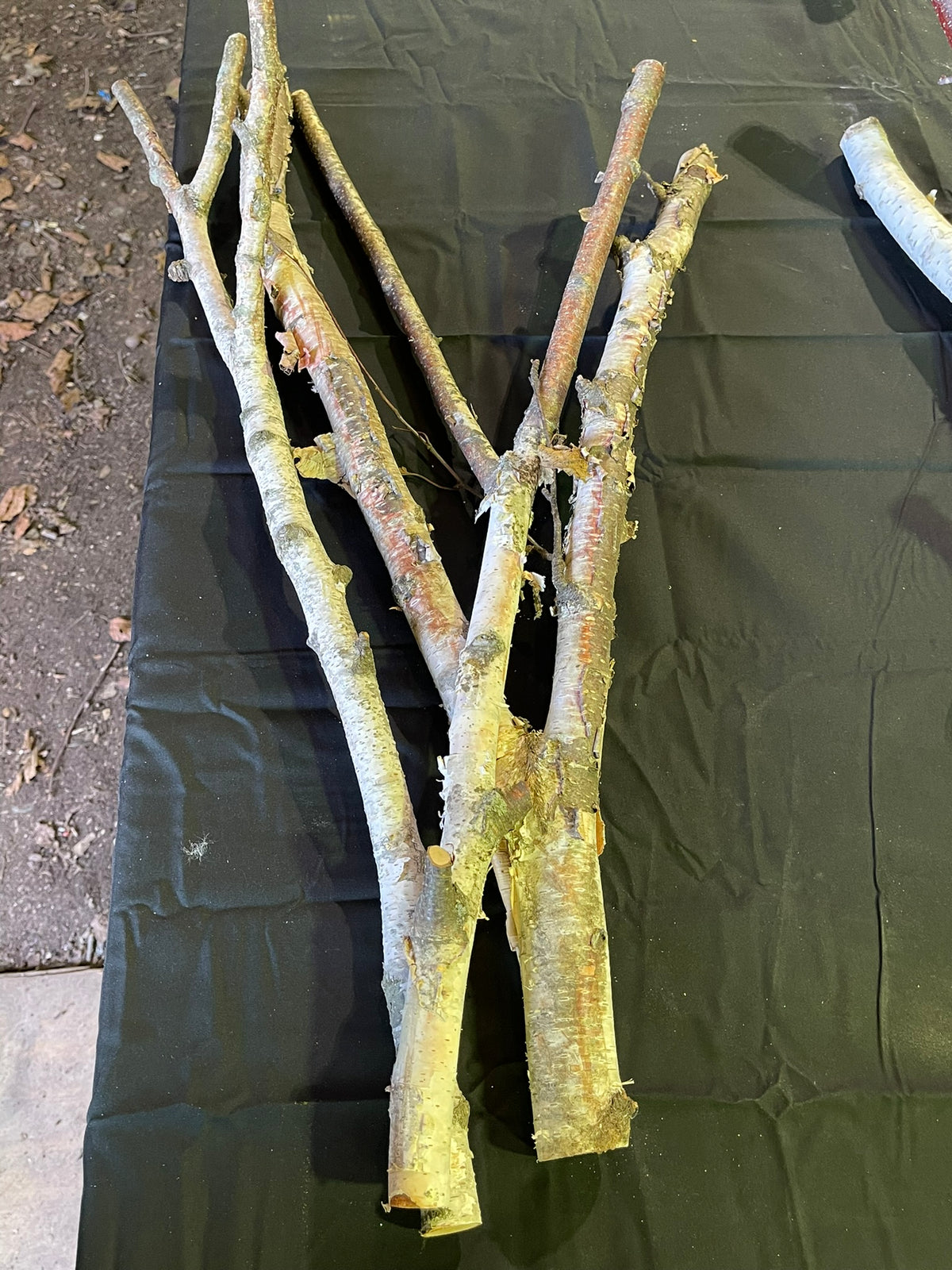 Natural White Birch Y Branches for Crafts & Decor | Set of 3