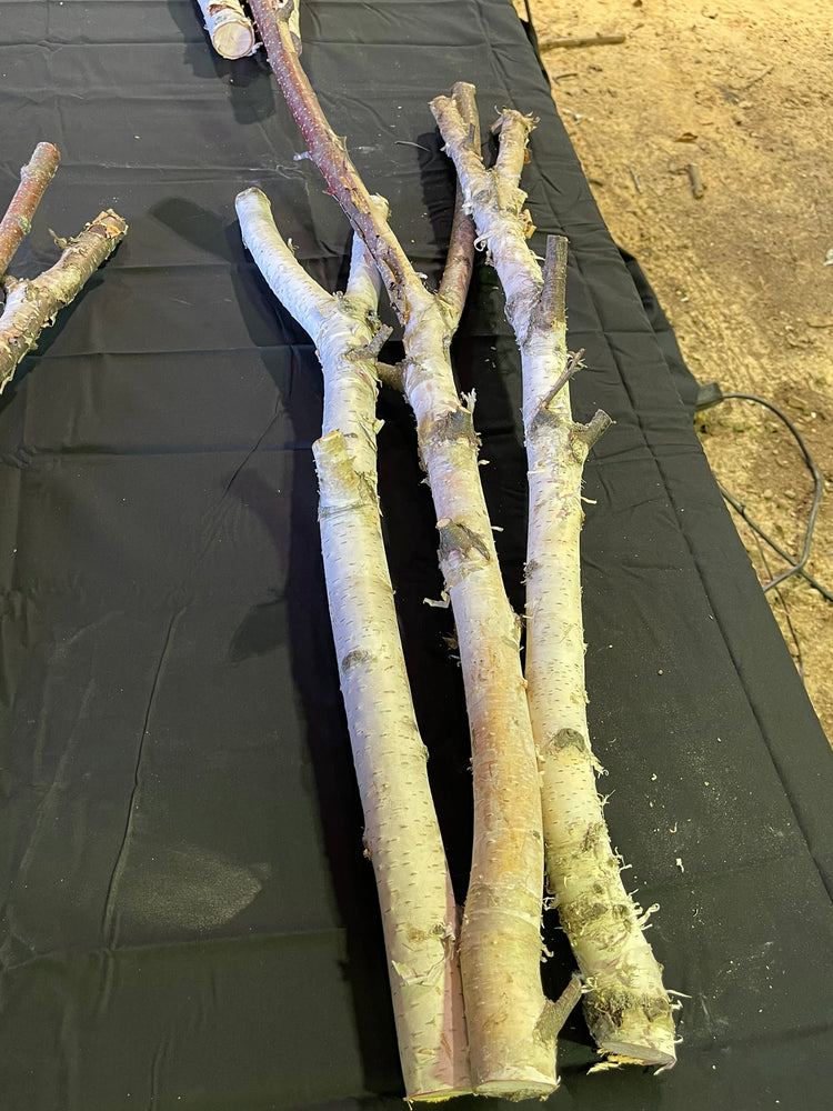 Natural White Birch Y Branches for Crafts & Decor | Set of 3