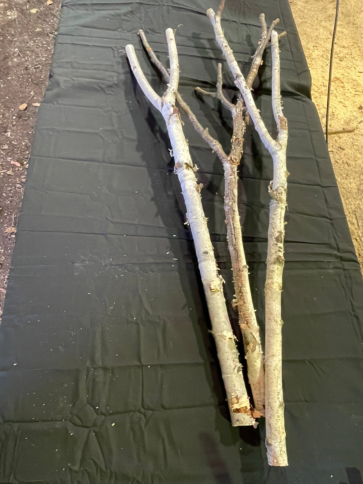 Natural White Birch Y Branches for Crafts & Decor | Set of 3