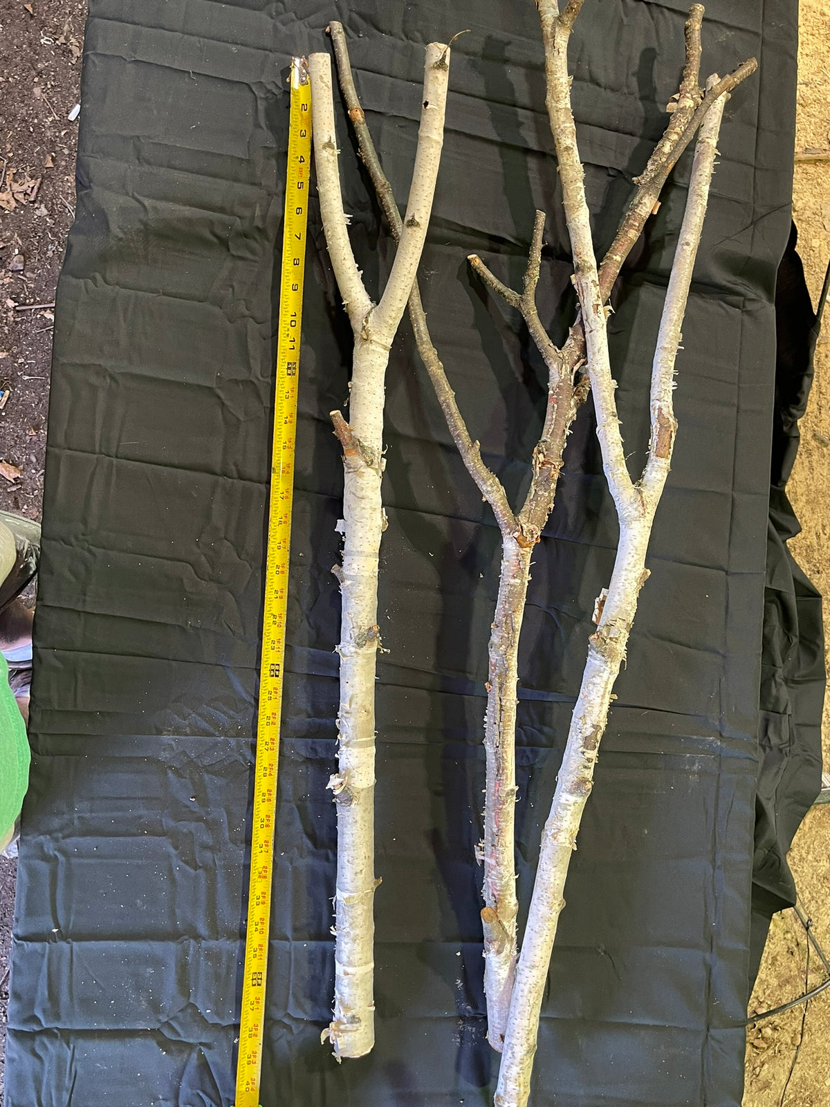 Natural White Birch Y Branches for Crafts & Decor | Set of 3