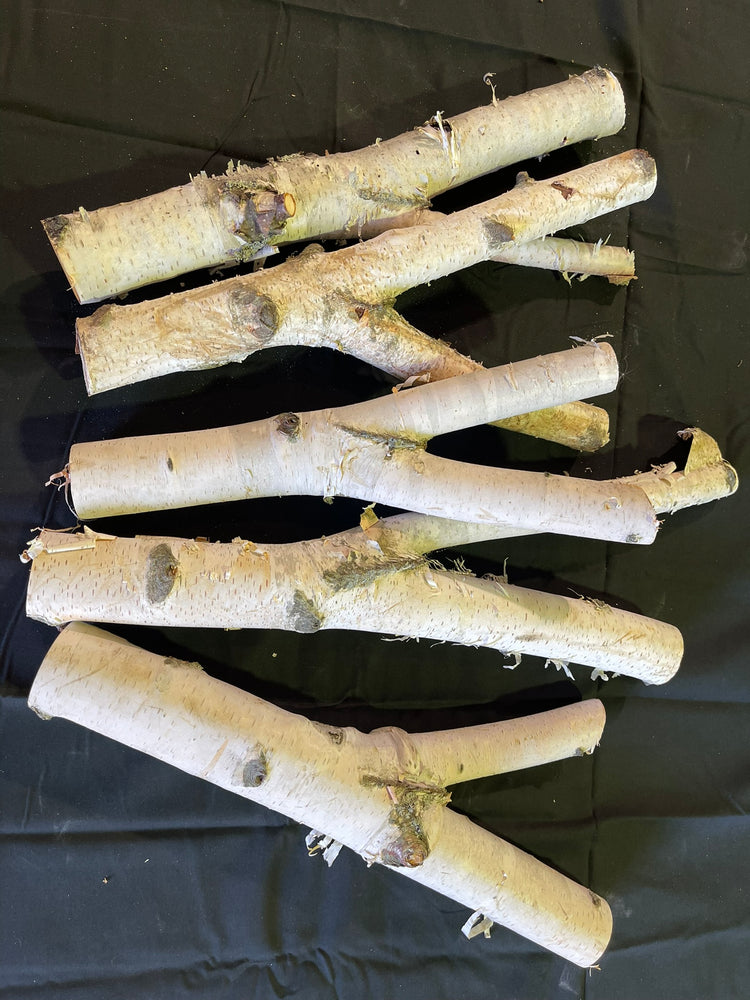 Natural White Birch Y Branches for Crafts & Decor | Set of 3