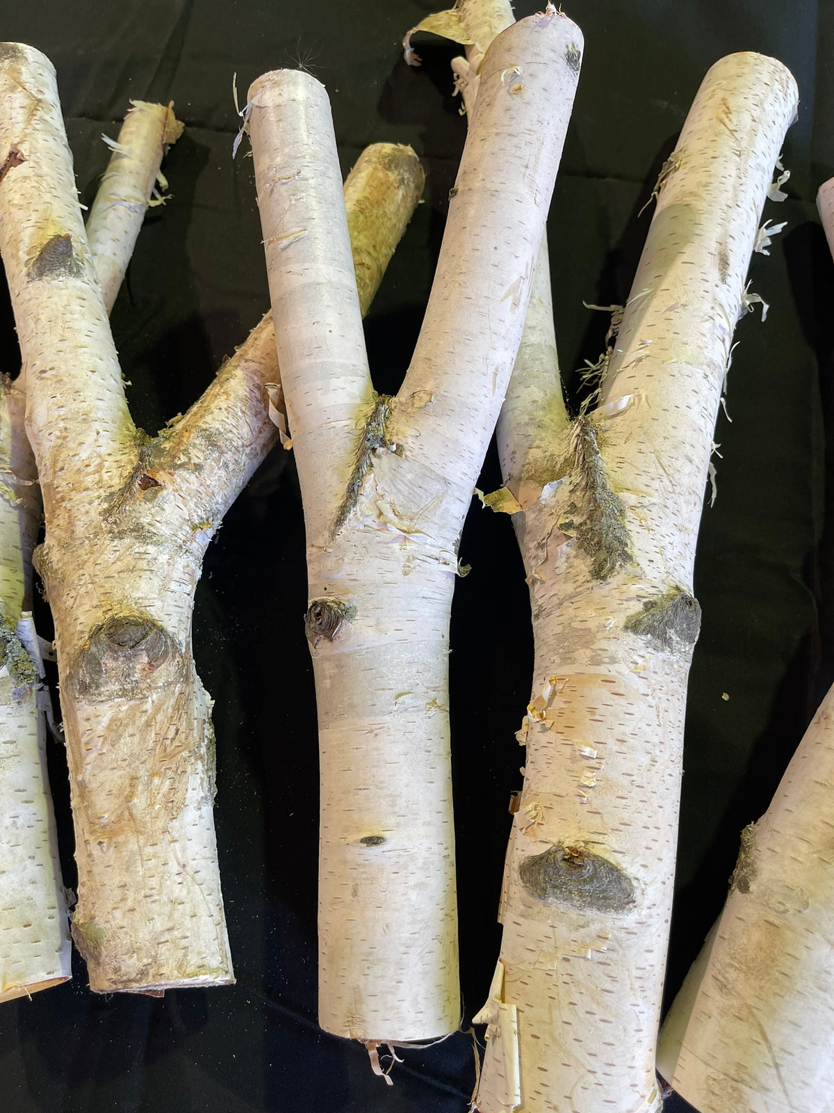 Natural White Birch Y Branches for Crafts & Decor | Set of 3