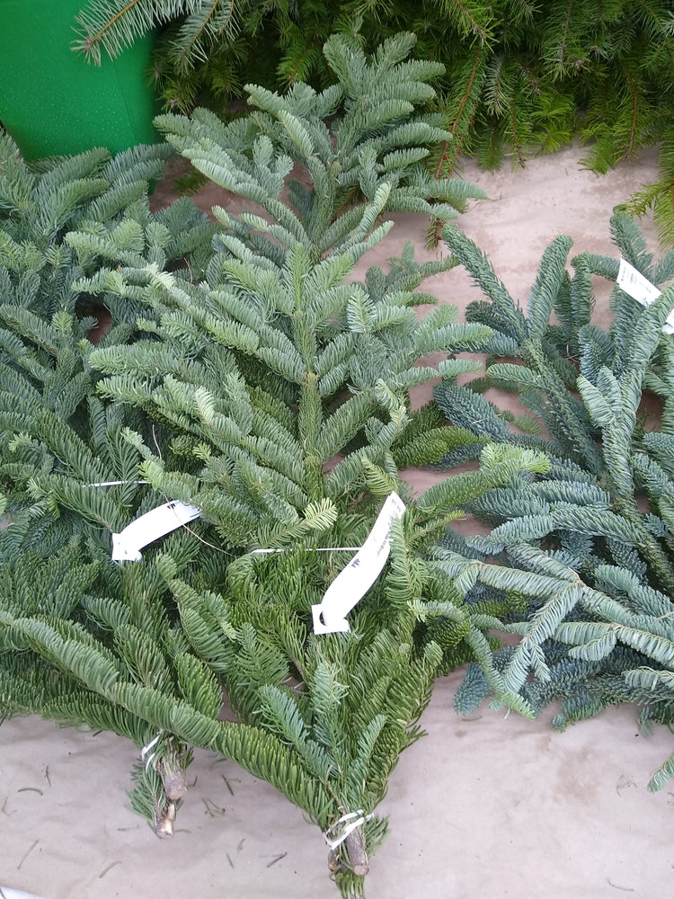 Fresh-Cut Short-Needle Spruce Boughs | Set of 10