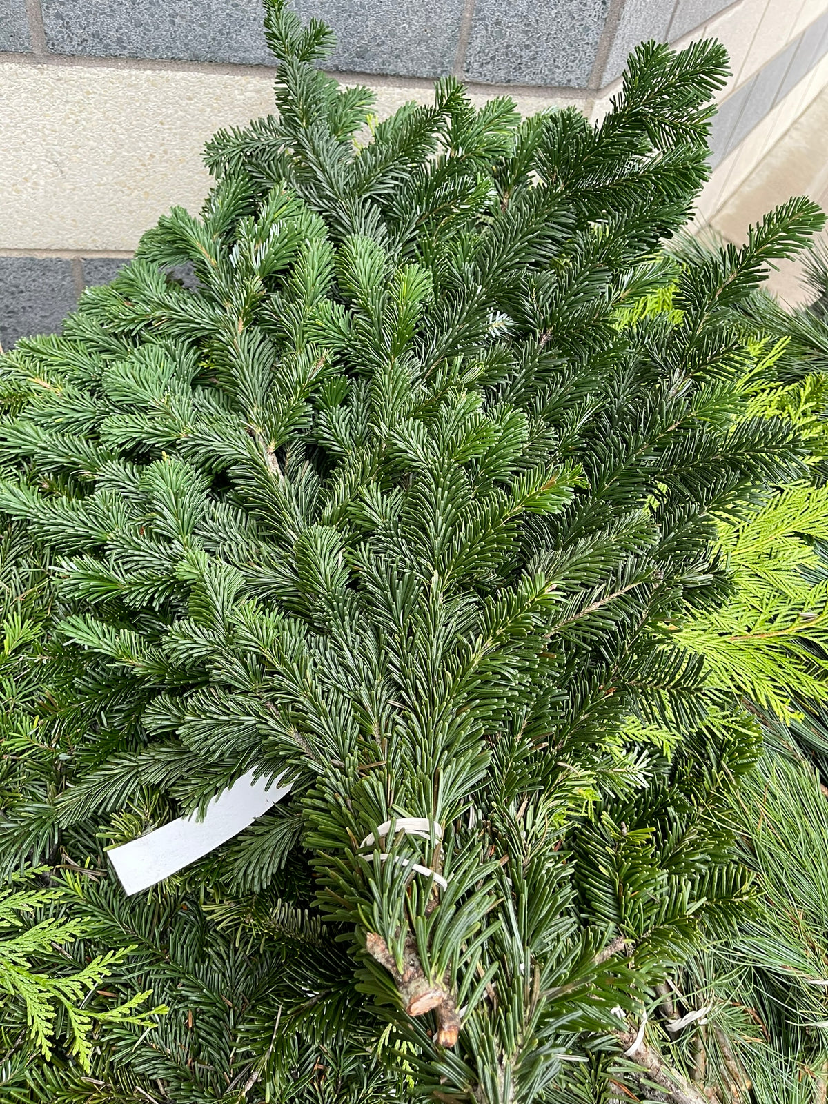 Fresh-Cut Short-Needle Spruce Boughs | Set of 10