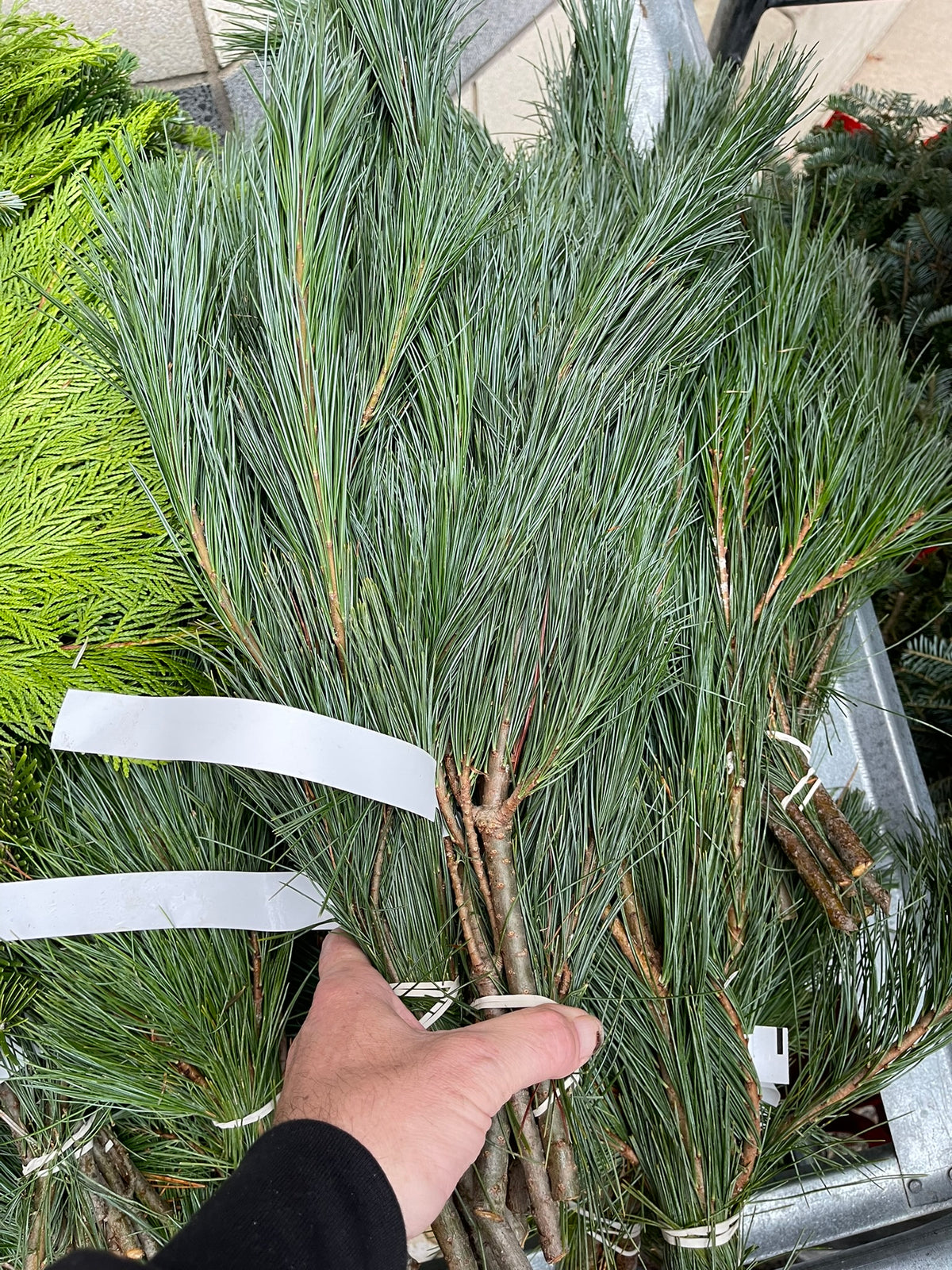 A close-up of a person's hand holding a bundle of green long needle pine branches 