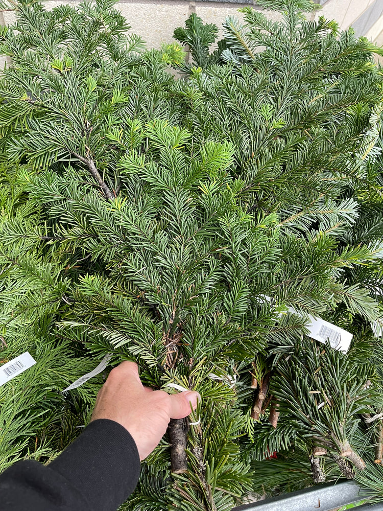 Fresh-Cut Short-Needle Spruce Boughs | Set of 10
