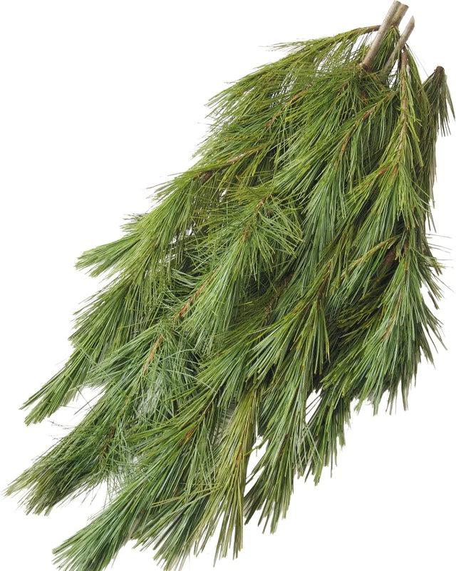 A bundle of fresh green pine branches with multiple needles and visible stems, isolated on a plain white background.