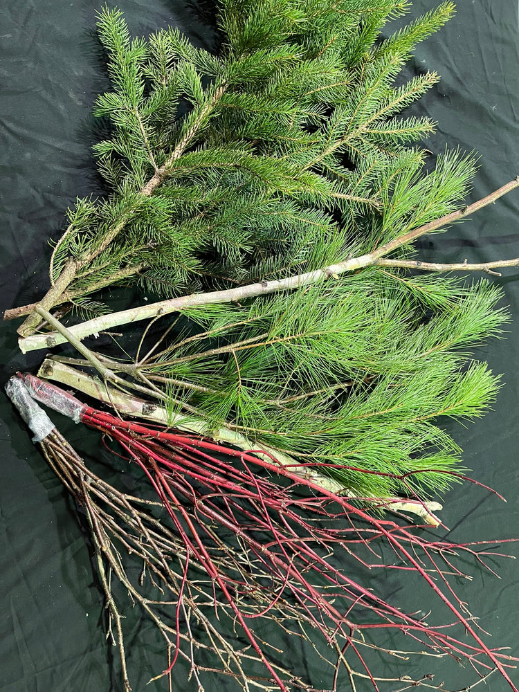 A bundle of live green pine tree branches with light brown trunks and numerous bright red twig branches, laid out on a dark green background.