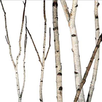 Natural White Birch Branches for Vases & Crafts | Set of 3