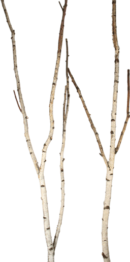 Natural White Birch Branches for Vases & Crafts | Set of 3