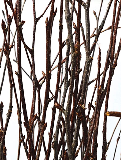 Close-up of dense birch twigs Sold By The Stick And Stem
