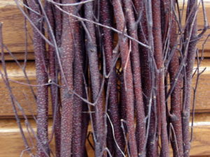 close up of white birch twigs Sold By The Stick And Stem