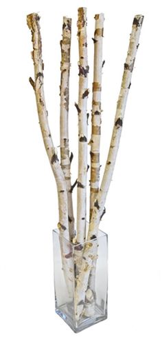 A decorative arrangement of five birch tree branches with natural white bark and dark brown markings, displayed in a clear glass vase against a white background. Sold by The Stick And Stem