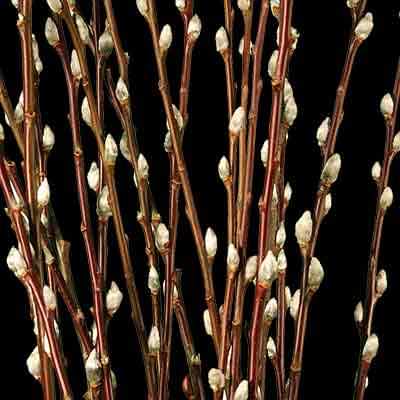 A close-up of a Pussywillow stems, slender reddish-brown stems and small off-white buds Catkins, against a solid black background. sold by The Stick And Stem