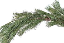 Long Needle white pine boughs