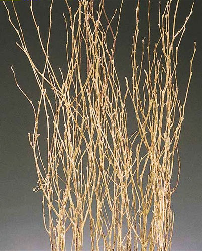 A bundle of dry, gold painted birch twigs arranged upright against a dark gray gradient background.