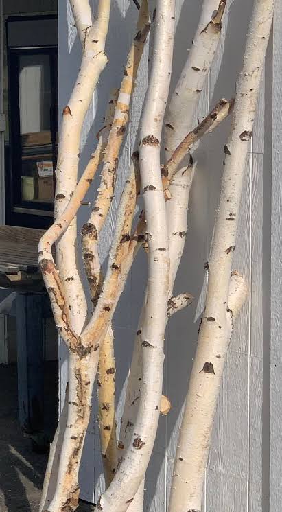 Natural White Birch Branches for Vases & Crafts | Set of 3