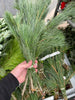 Fresh long needle white pine boughs and evergreen stems for holiday decorating and wreath making