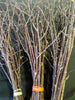 White Birch Twigs Sold By The Stick And Stem
