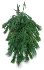 Fresh long needle white pine boughs and evergreen stems for holiday decorating and wreath making
