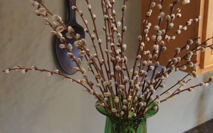 pussywillow stems with soft white catkins arranged in a green glass vase, set against an indoor wall background. buy pussywillow stems now at the stick and stem