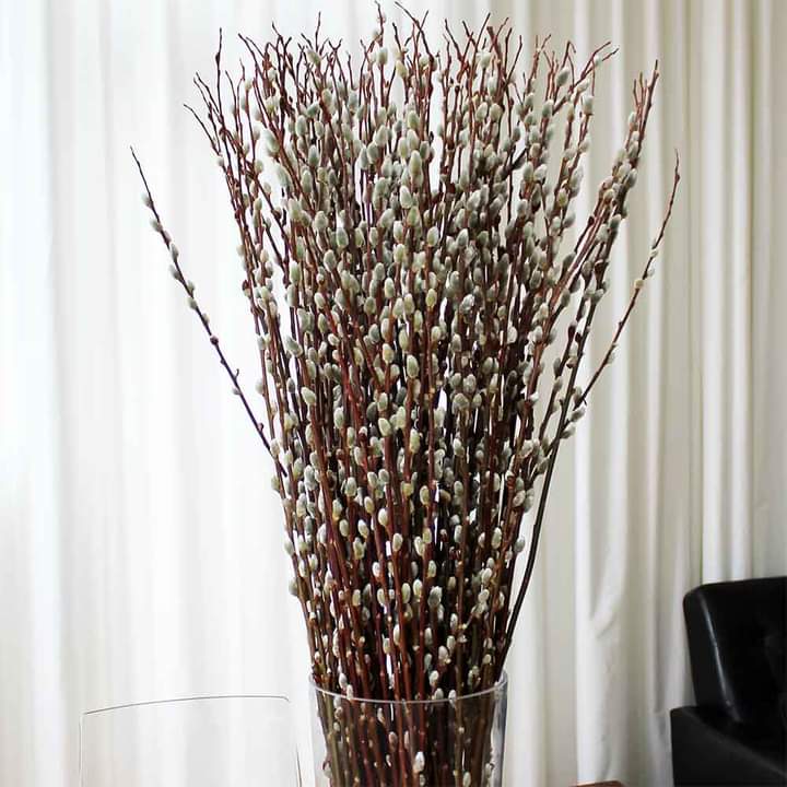 Vase filled with pussywillow stems, branches against a white curtain background, sold by The Stick And Stem