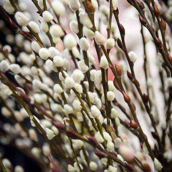 Close-up of white willow catkins on pussywillow stems, photographed in soft natural light with a blurred background. sold by The Stick And Stem