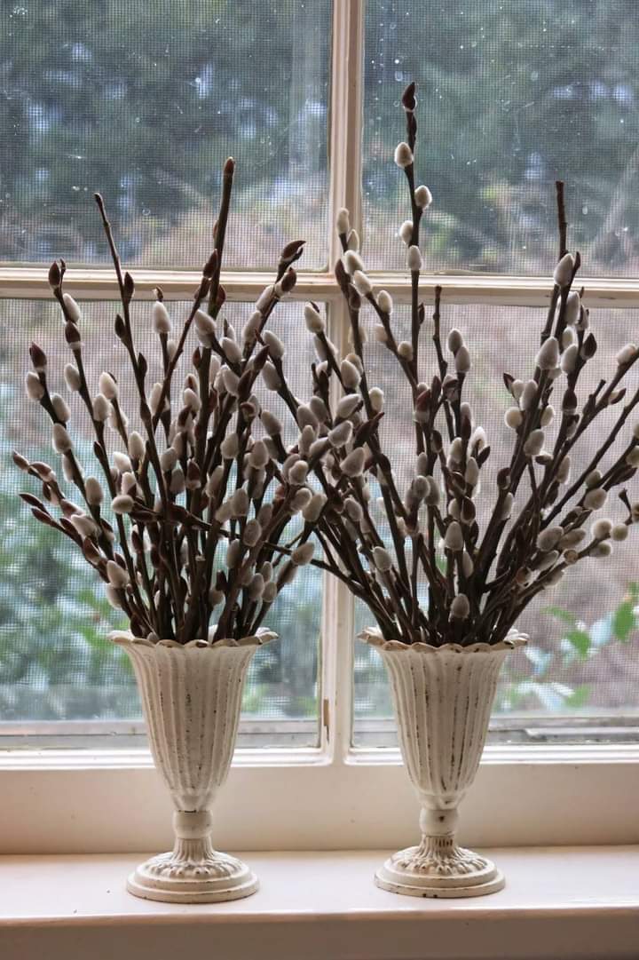 Two white pedestal vases filled with pussywillow stems and catkins, placed on a windowsill with a window pane and outdoor greenery visible in the background. buy pussywillow stems at the stick and stem