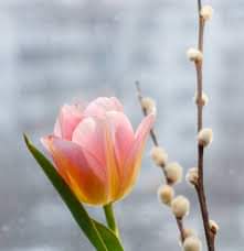 A close-up photograph of a pink tulip with green leaves on the left and pussywillow stems on the right, set against a soft, blurred gray-blue background.