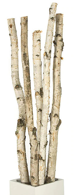 A decorative arrangement of six upright birch tree trunks with textured white bark and dark bark patches, displayed in a square white planter against a plain white background.
