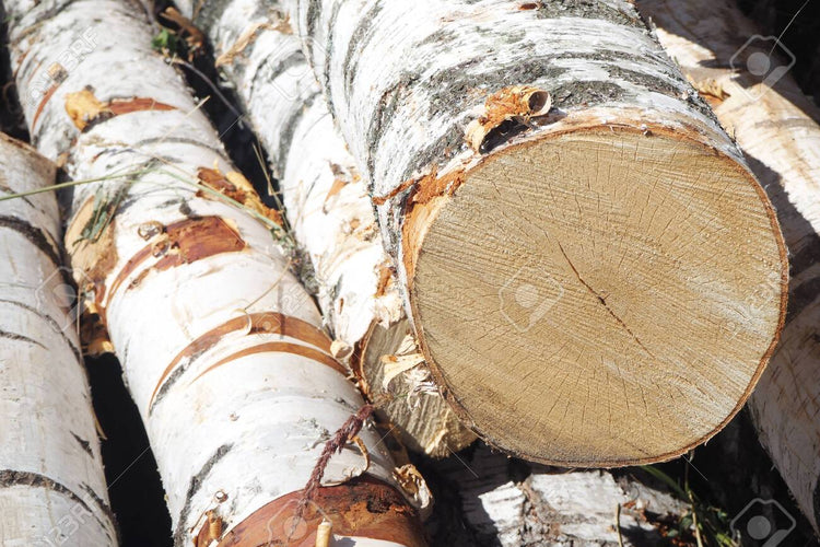 Close-up of several cut birch logs stacked together, showing white bark with brown patches and pale tan wood cut surfaces. Sold by The Stick And Stem